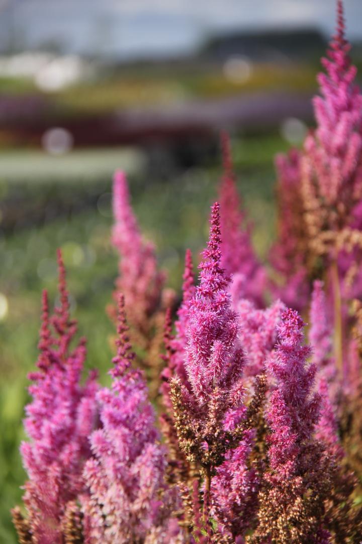 Astilbe chinensis 'Purpurlanze'