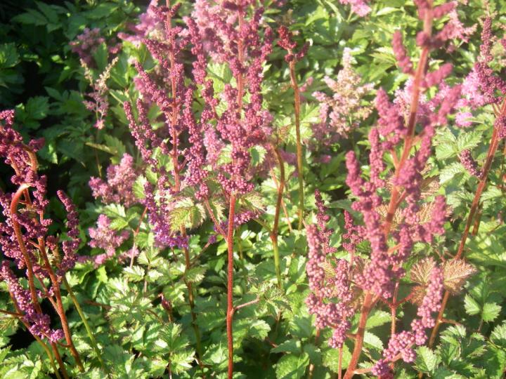 Astilbe chinensis 'Purpurkerze'