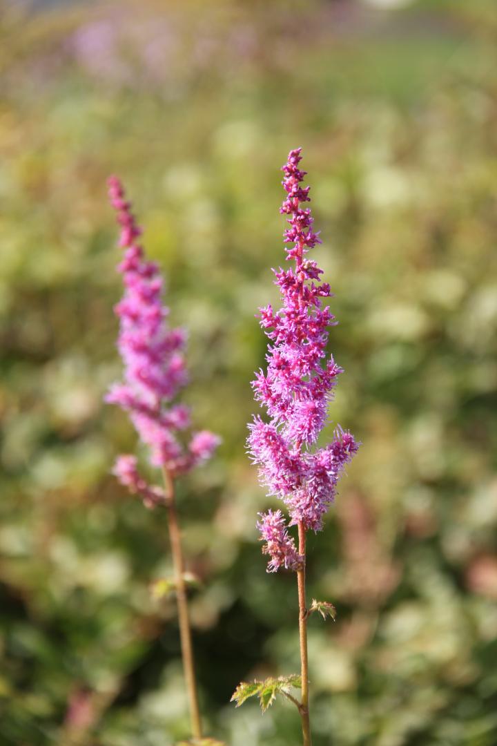 Astilbe chinensis 'Purpurkerze'
