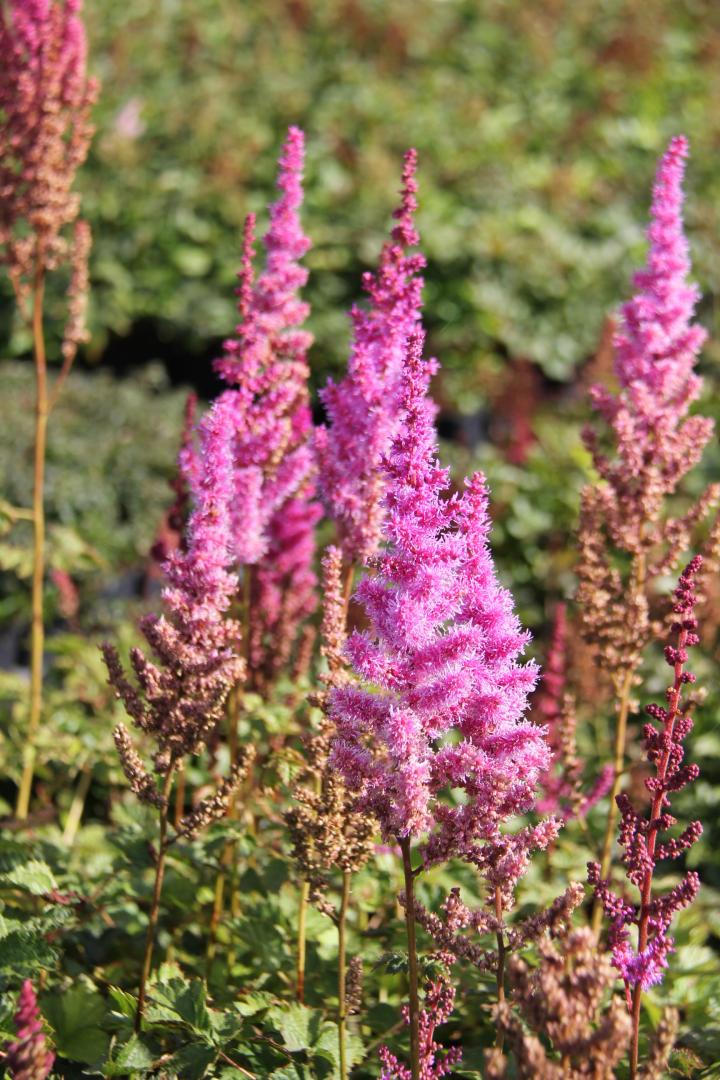 Astilbe chinensis 'Superba'