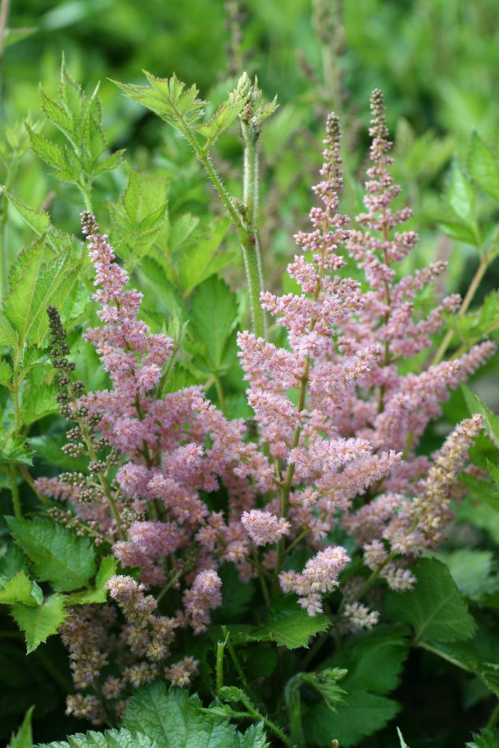 Astilbe chinensis 'Vision in Pink' ®