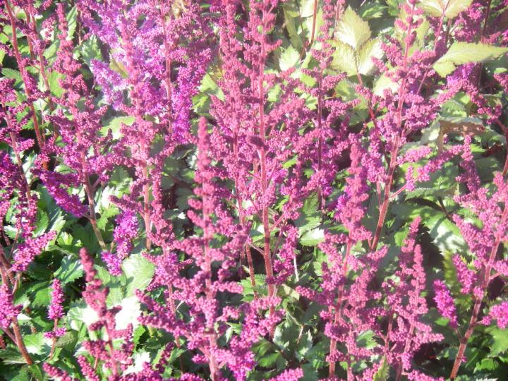 Astilbe chinensis 'Vision in Red' ®