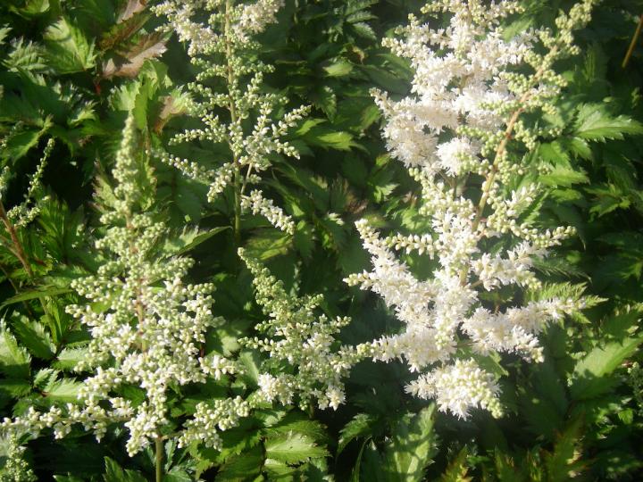 Astilbe chinensis 'Vision in White' ®