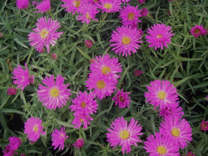 Aster dumosus 'Alice Haslam'