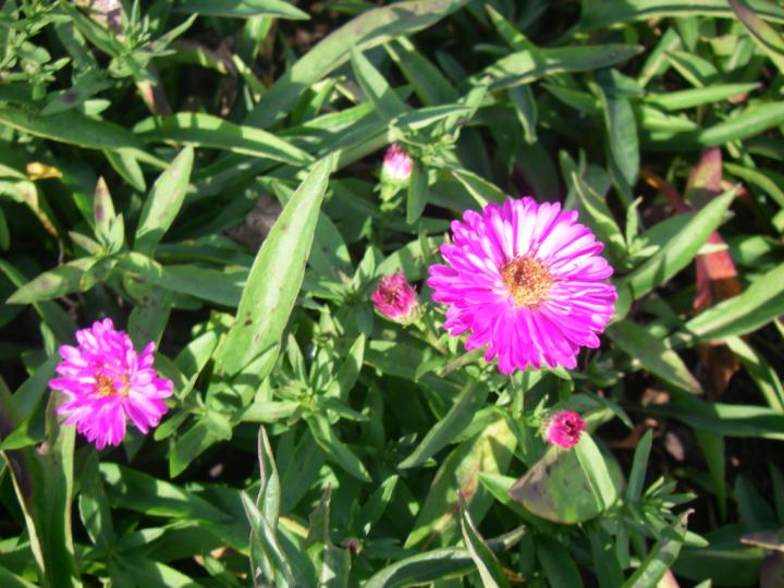 Aster dumosus 'Anneke'