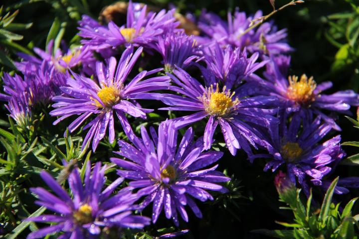 Aster dumosus 'Augenweide'
