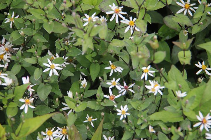 Aster divaricatus 'Beth Chatto'