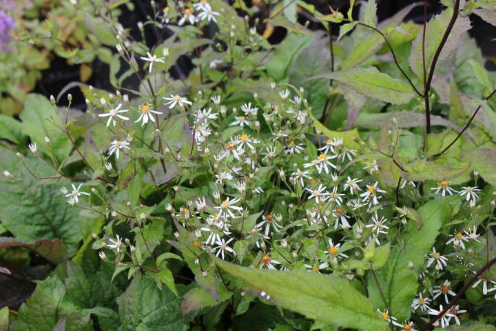 Aster divaricatus 'Eastern Star'