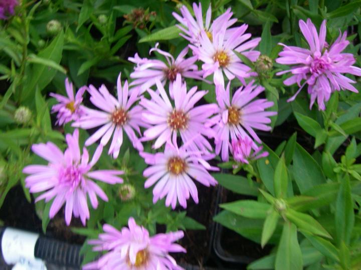 Aster dumosus 'Herbstgruss von Bresserhof'