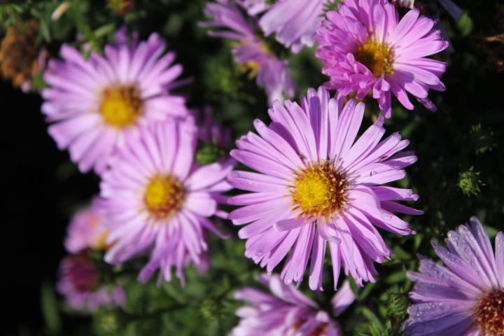 Aster dumosus 'Herbstgruss von Bresserhof'