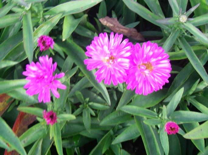 Aster dumosus 'Jenny'