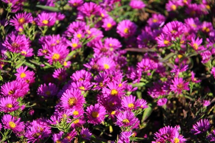 Aster dumosus 'Jenny'