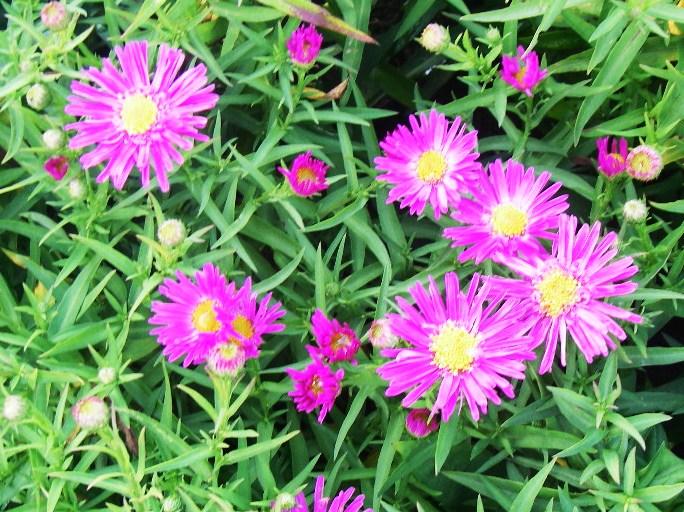 Aster dumosus 'Kassel'