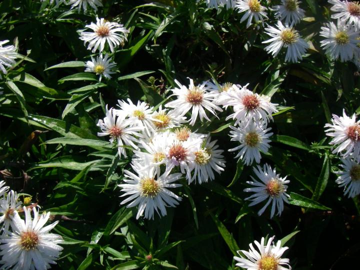 Aster dumosus 'Kristina'
