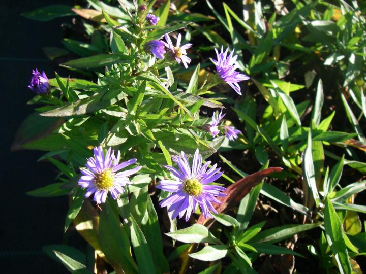 Aster dumosus 'Anton Kippenberg'