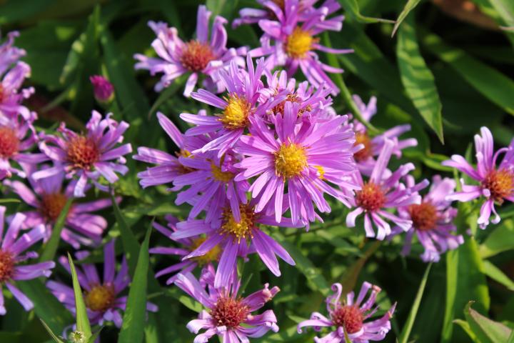 Aster dumosus 'Peter Harrison'