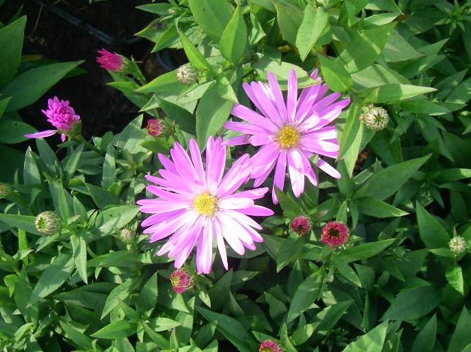 Aster dumosus 'Rosenwichtel'