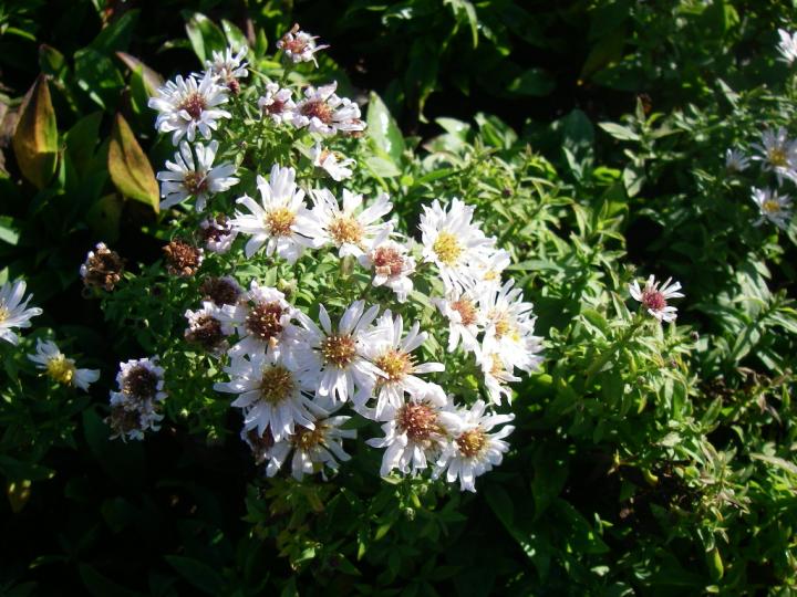 Aster dumosus 'Schneekissen'