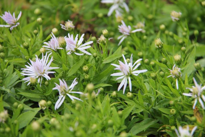 Aster dumosus 'Silberteppich'