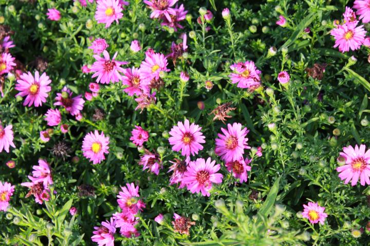 Aster dumosus 'Starlight'