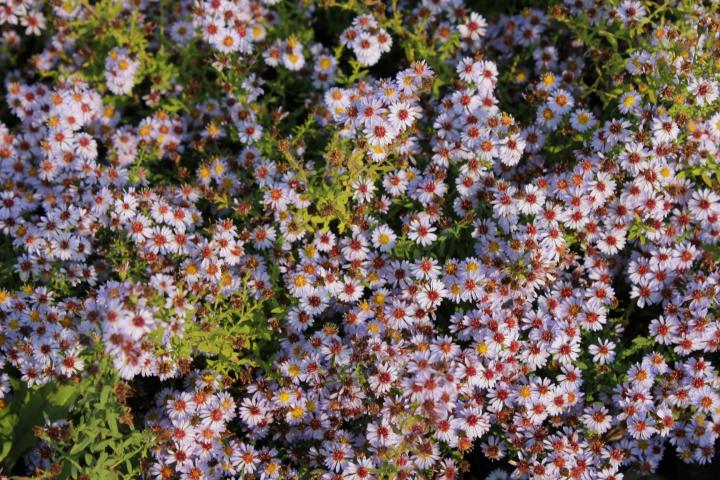 Aster ericoides 'Blue Star'