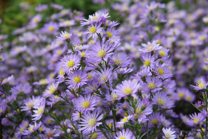 Aster ericoides 'Blue Wonder'