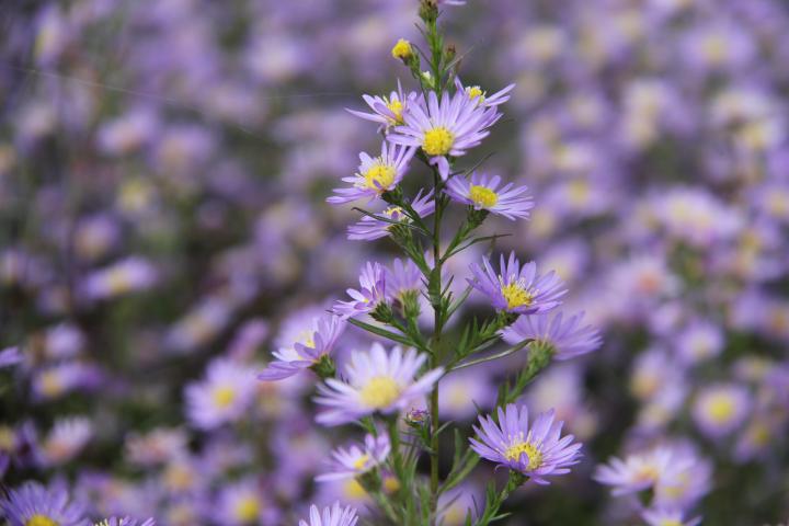 Aster ericoides 'Blue Wonder'