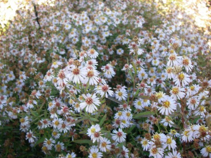Aster ericoides 'Erlkönig'