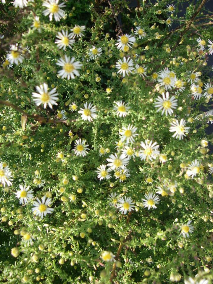 Aster ericoides 'Golden Spray'