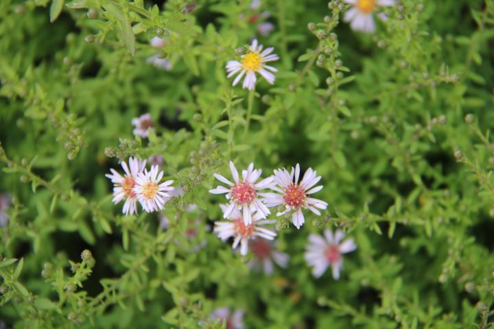 Aster ericoides 'Lovely'