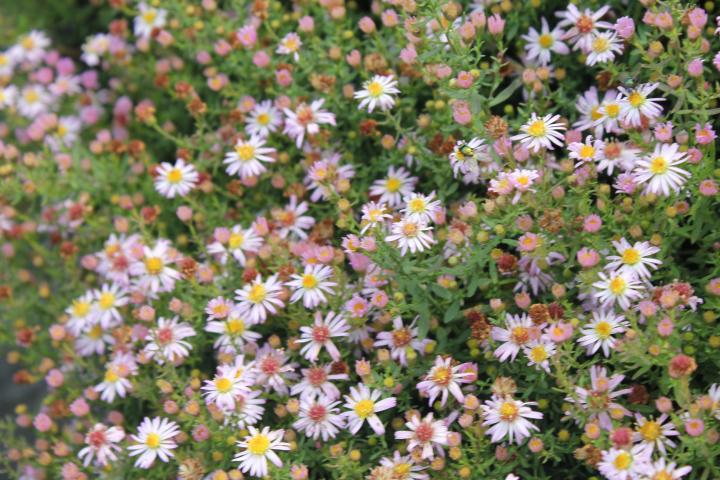 Aster ericoides 'Pink Cloud'