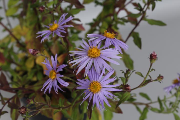Aster 'Eleven Purple' PBR