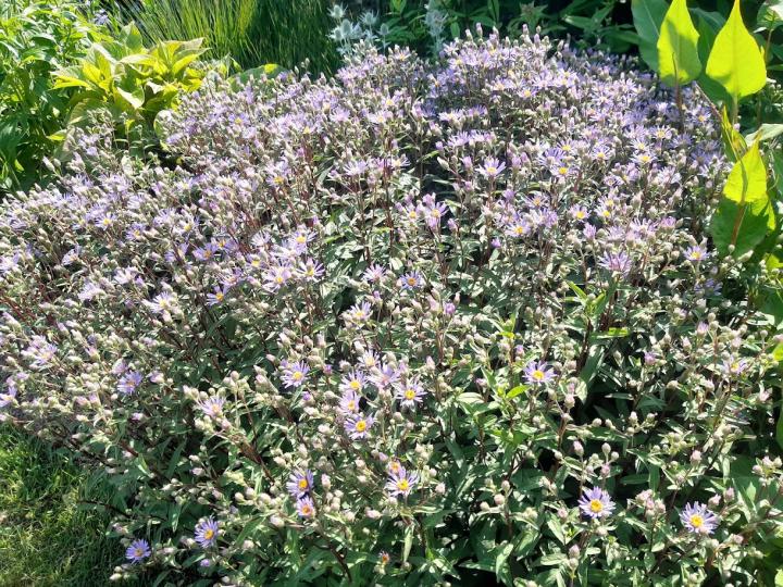 Aster 'Eleven Purple' PBR