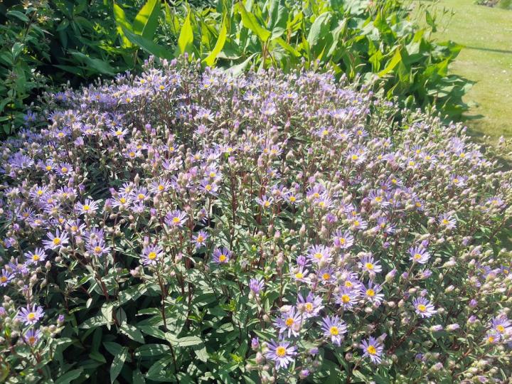 Aster 'Eleven Purple' PBR