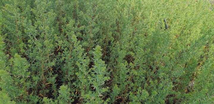 Aster ericoides 'Schneetanner'