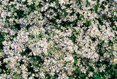 Aster ericoides 'Snowflurry' ('Prostate Form')