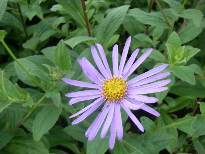 Aster frikartii (x) 'Mönch'