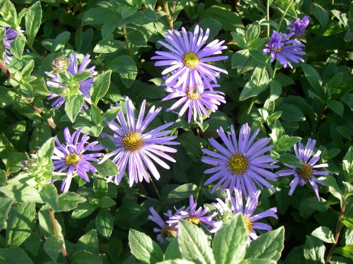 Aster frikartii (x) 'Mönch'