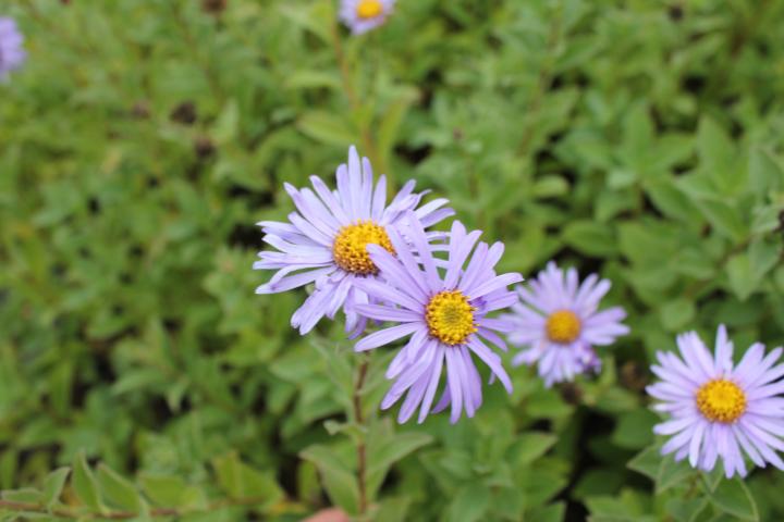 Aster frikartii (x) 'Wünder von Stafa'
