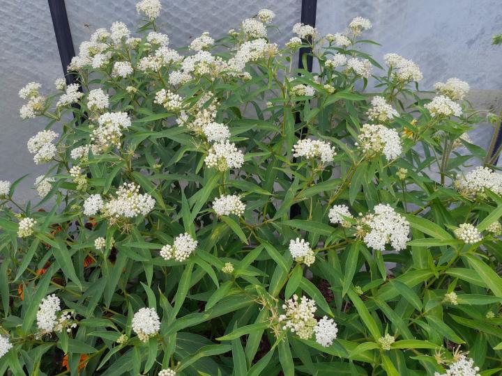 Asclepias incarnata 'Ice Ballet'