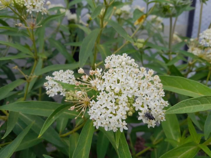 Asclepias incarnata 'Ice Ballet'