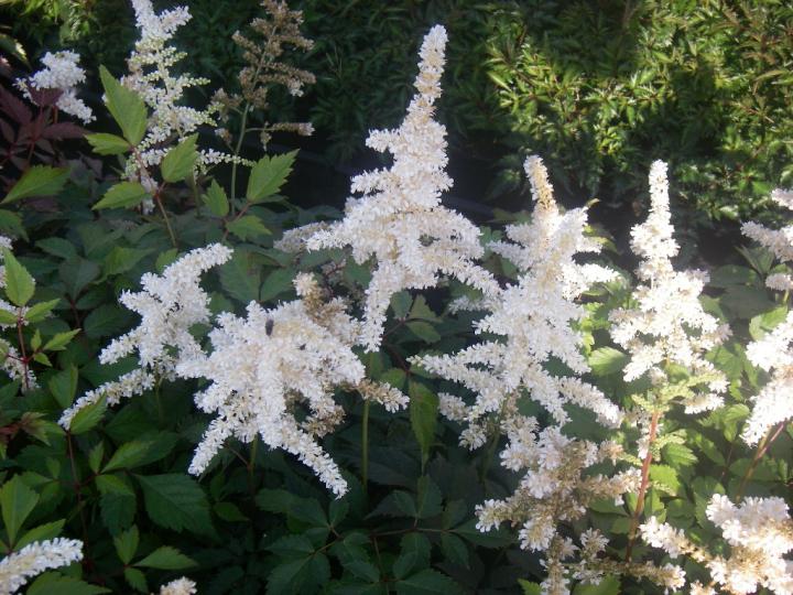Astilbe japonica 'Deutschland'