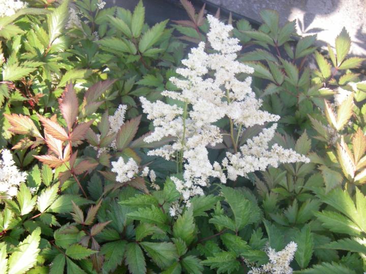 Astilbe japonica 'Europa'