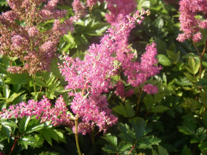 Astilbe japonica 'Rheinland'
