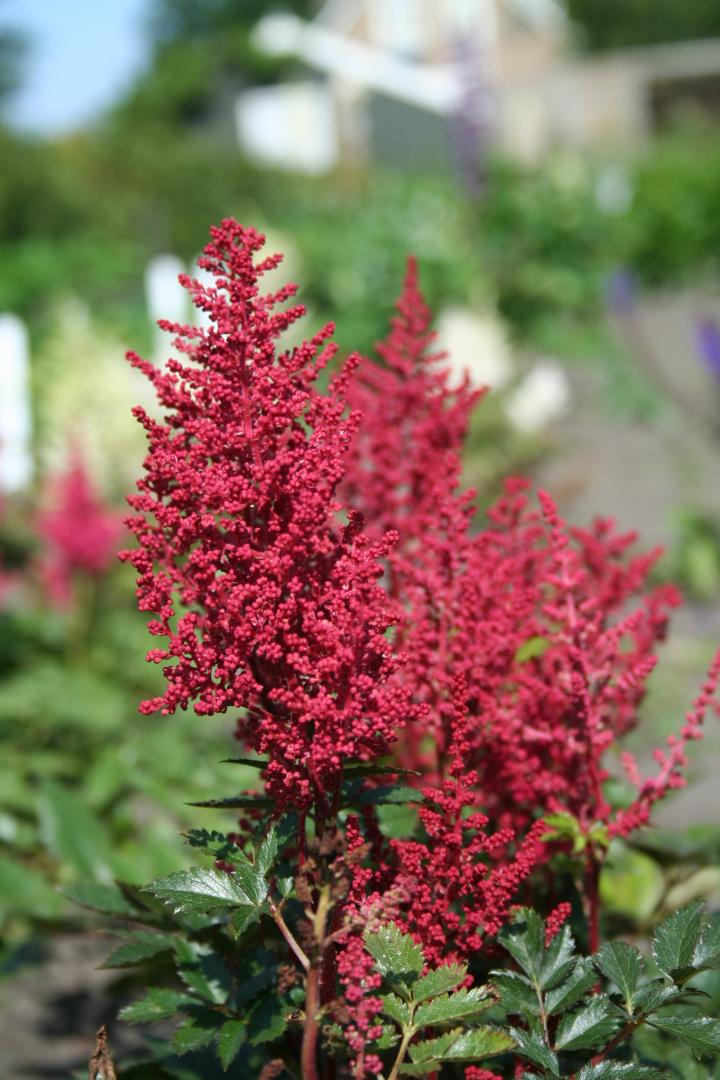 Astilbe japonica 'Red Sentinel'