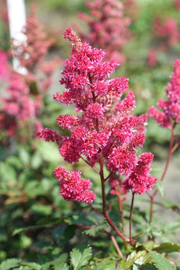 Astilbe japonica 'Vesuvius'