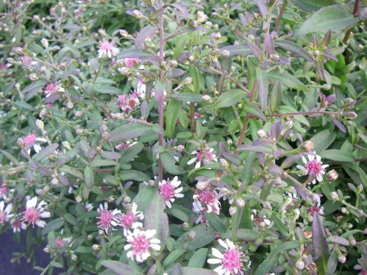 Aster lateriflorus 'Horizontalis'