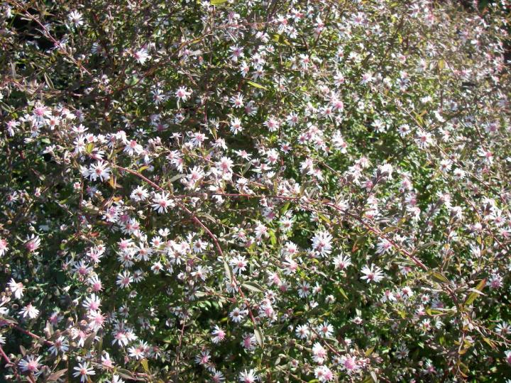 Aster lateriflorus 'Lady in Black'