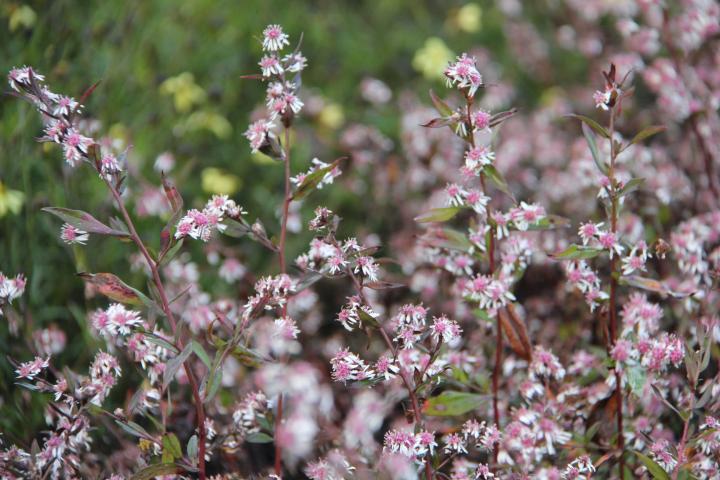 Aster lateriflorus 'Lady in Black'