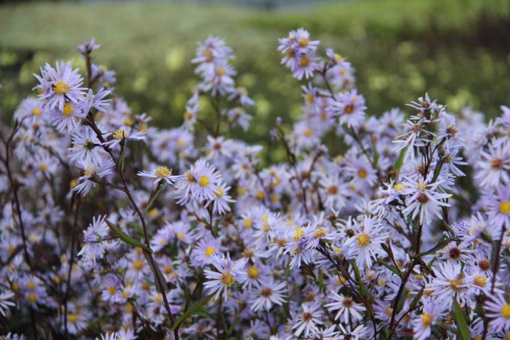 Aster laevis 'Novemberblau'